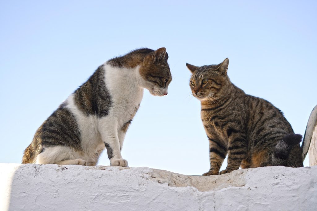 cat, animal, dispute-7605123.jpg